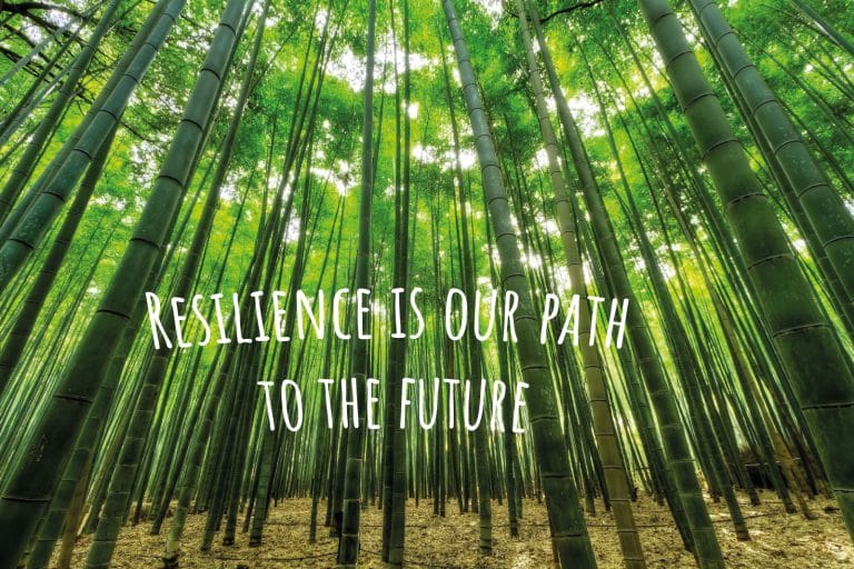 Bambuswald als Sinnbild für Resilienz