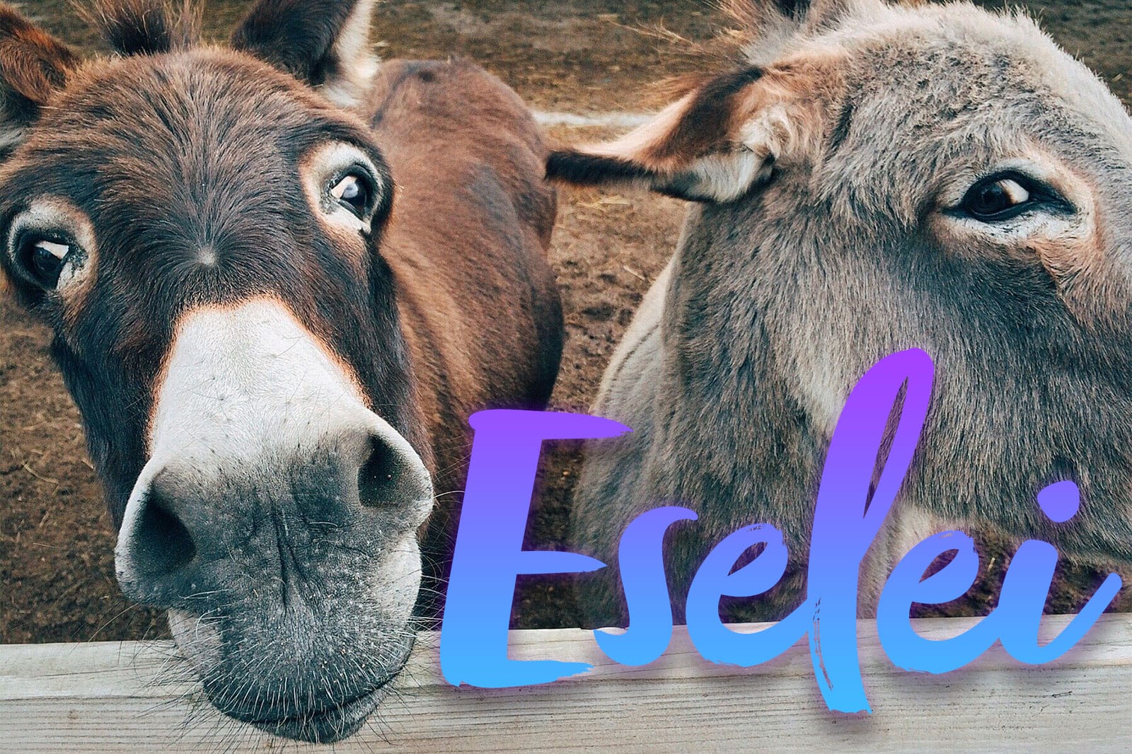 Wider die Eselei mit dem Willen zur Vernunft