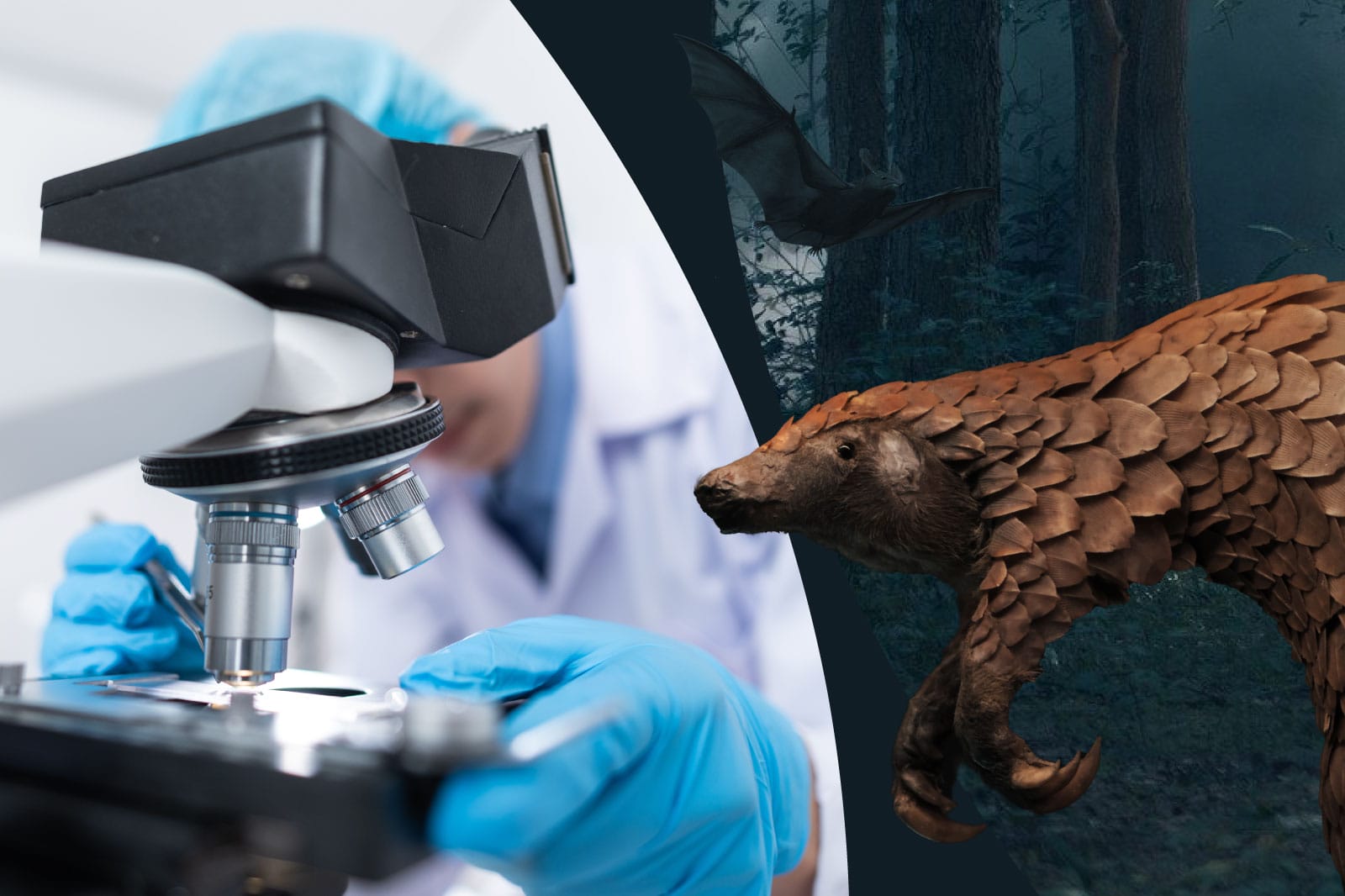 Es war die Fledermaus und nicht das Schuppentier – oder gar der Mensch?