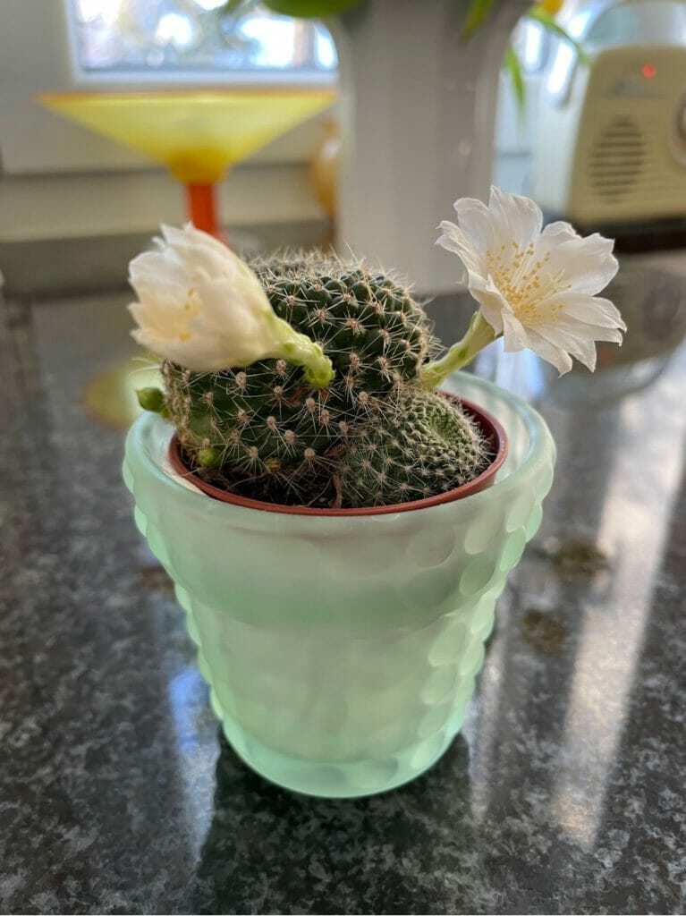 Spitzer Kaktus blühend.